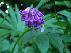 Lathyrus venetus