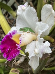 Ranoidea caerulea