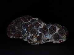 Astrangia woodsi
