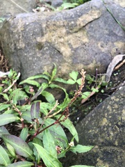 Persicaria decipiens