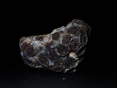 Astrangia woodsi