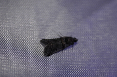 Acrobasis tricolorella