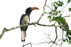 Lophoceros fasciatus