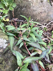 Persicaria decipiens