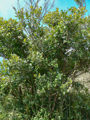 Crataegus mexicana
