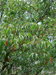 Prunus phaeosticta