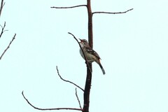 Cercotrichas hartlaubi