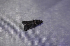 Acrobasis tricolorella