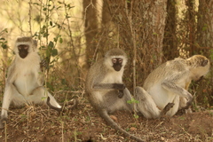 Chlorocebus tantalus