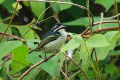 Pogoniulus bilineatus