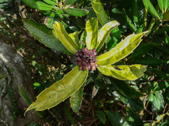 Aucuba chinensis