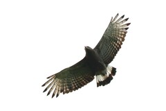 Circaetus cinerascens