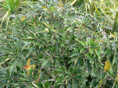 Dendropanax dentiger