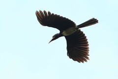 Lophoceros fasciatus