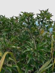 Dendropanax dentiger