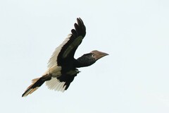 Bycanistes subcylindricus