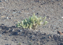 Atriplex lindleyi inflata