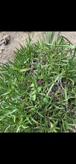 Carpobrotus glaucescens