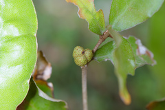 Croton cascarilloides