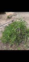 Carpobrotus glaucescens