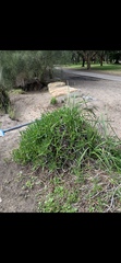 Carpobrotus glaucescens