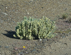 Atriplex lindleyi inflata