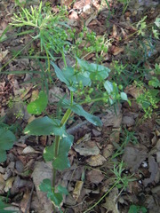 Smyrnium perfoliatum