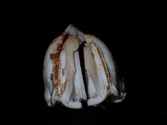 Heliocidaris erythrogramma