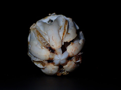 Heliocidaris erythrogramma