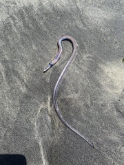 Facciolella equatorialis