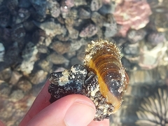 Mytilidae