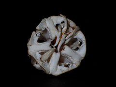 Heliocidaris erythrogramma