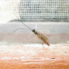 Campopleginae