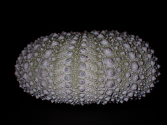 Heliocidaris erythrogramma