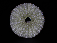 Heliocidaris erythrogramma