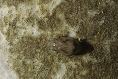 Lepyronia coleoptrata