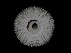 Heliocidaris erythrogramma