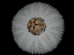 Heliocidaris erythrogramma