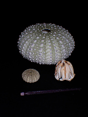 Heliocidaris erythrogramma