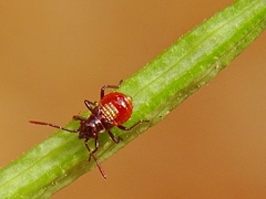 Liorhyssus
