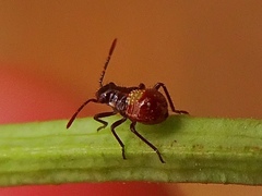 Liorhyssus