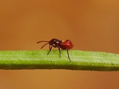 Liorhyssus