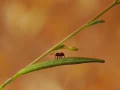 Liorhyssus