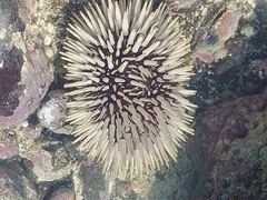Echinometra mathaei