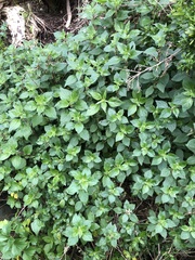 Parietaria judaica