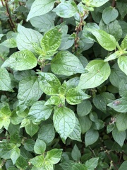 Parietaria judaica
