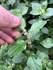 Parietaria judaica