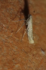 Aspilapteryx tringipennella