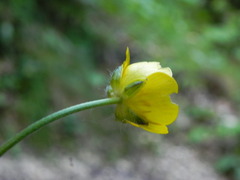 Ranunculus lanuginosus