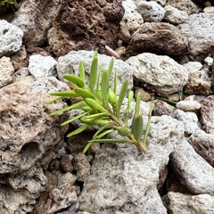 Podocarpus laetus